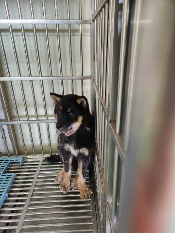 충주시동물보호센터_443439202300283